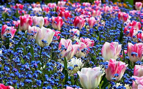 free desktop wallpaper spring flowers|More.